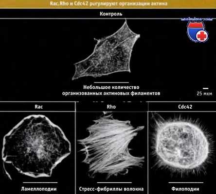 Белки регулирующие организацию актина