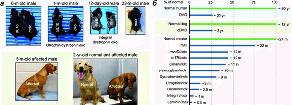 Животные модели миодистрофии Дюшенна