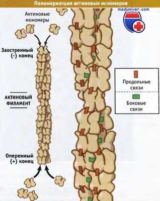 Полимеризация актиновых мономеров