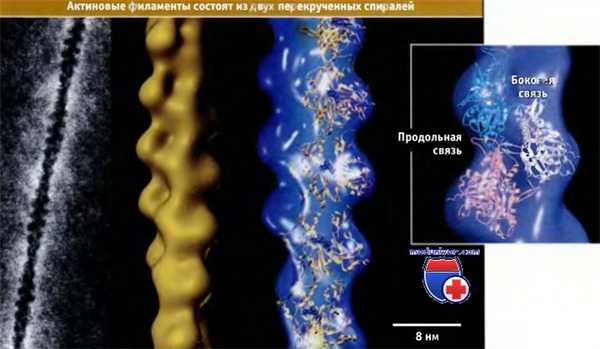 Актиновые филаменты