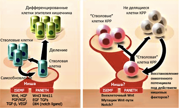 Регуляция ниши