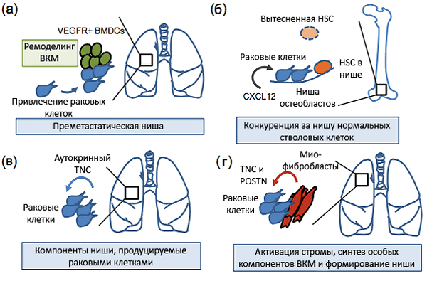 Метастатические ниши