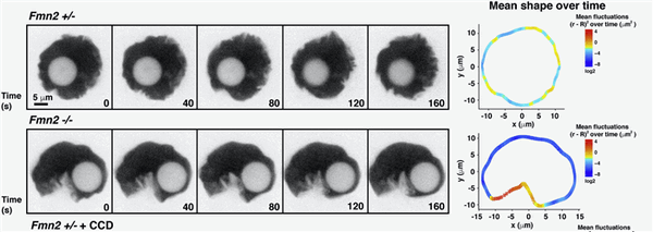 Давление на оболочку ядра поддерживает работу генов