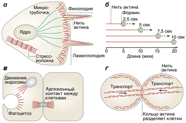 Работа актина и форминов в клетке