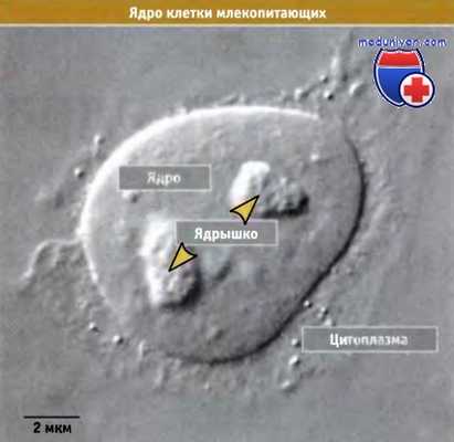 Ядро клетки млекопитающих