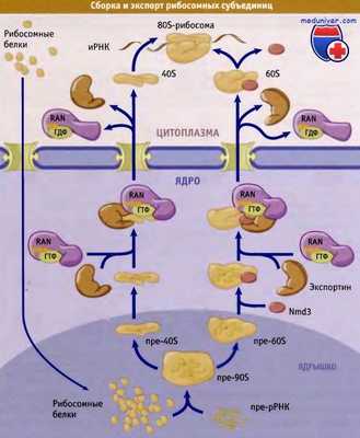 Сборка и экспорт рибосом