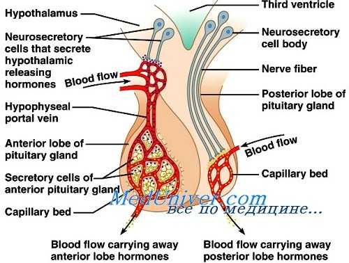 первичная аменорея