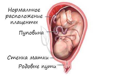 Плацента и матка