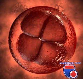 брыжейка эмбриона