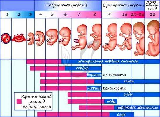 Критический период эмбриогенеза