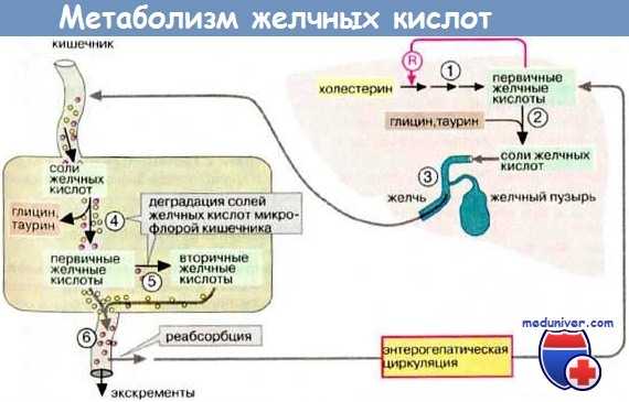 Метаболизм желчных кислот