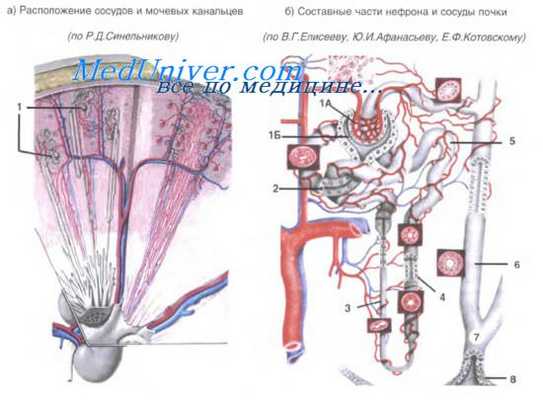 петля генле