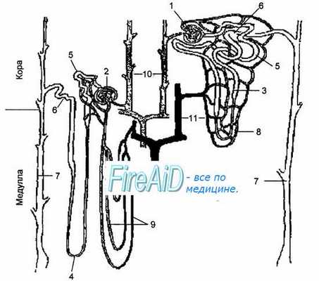 Моча. Образование мочи. Механизмы мочеобразования. Нефрон. Сосудистый клубочек.