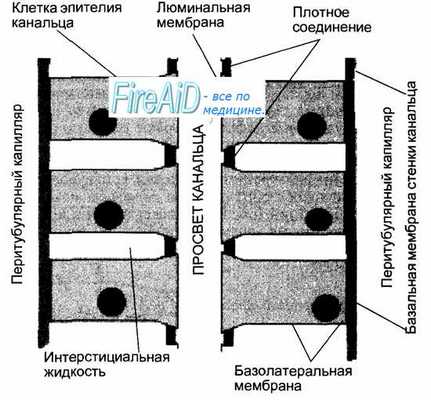 Петля Генле. Нисходящий ( тонкий ) отдел петли Генле. Дистальный отдел канальцев ( дистальные канальцы ). Собирательные трубки.