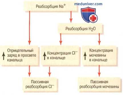 Пассивная реабсорбция воды в почке. Пассивная реабсорбция ионов хлора, мочевины почками