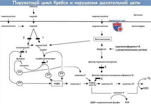Пируватный цикл Кребса и нарушения в дыхательной цепи
