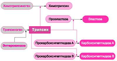 Рис.1. Активация панкреатических протеолитических ферментов