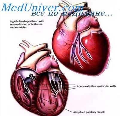 пивное сердце