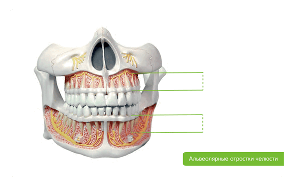 альвеолярный отросток