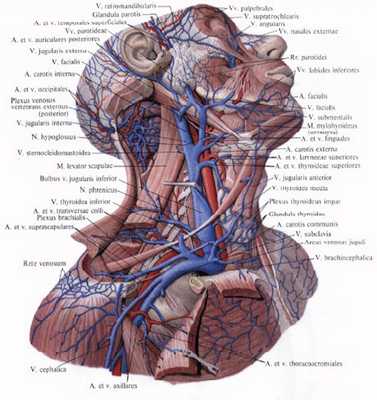 Рис. 2. Ветви подключичной артерии