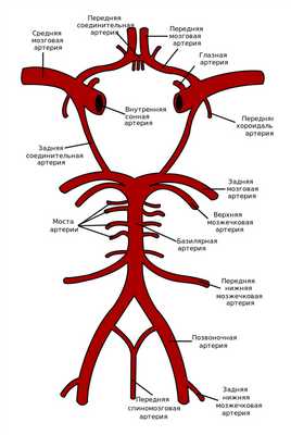 Рис. 5. Артериальные анастомозы на основании мозг