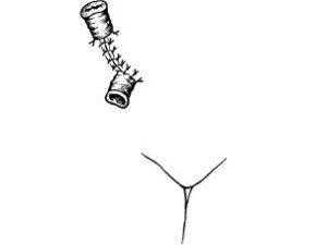 Раздельная двуствольная