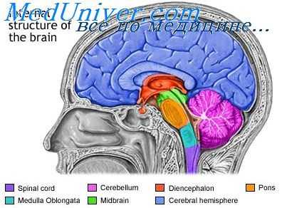 джексоновская эпилепсия