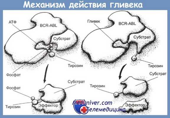 механизм действия гливека