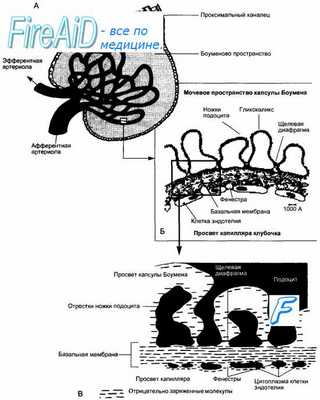 Сосудистый клубочек. Проксимальный отдел канальцев ( проксимальные канальцы ).