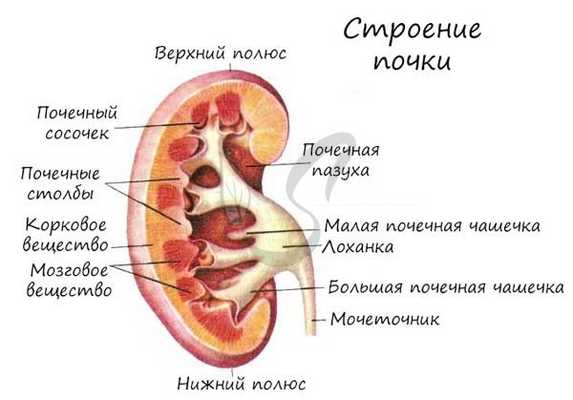 Почечные столбы