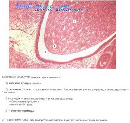 строение почек