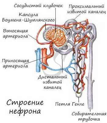 Строение нефрона