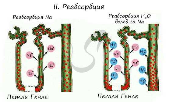 Реабсорбция
