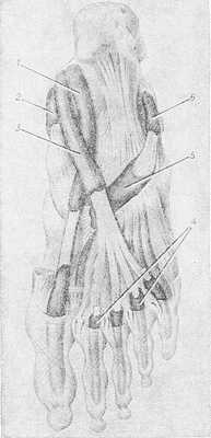 Рис. 7. Синовиальные влагалища сухожилий на подошвенной поверхности стопы: 1 — синовиальное влагалище сухожилия длинного сгибателя большого пальца стопы; 2 — синовиальное влагалище сухожилия задней большеберцовой мышцы; 3 — влагалище сухожилий длинного сгибателя пальцев стопы; 4 — синовиальные влагалища сухожилия пальцев стопы; 5 — подошвенное влагалище сухожилия длинной малоберцовой мышцы; 6 — общее синовиальное влагалище малоберцовых мышц.