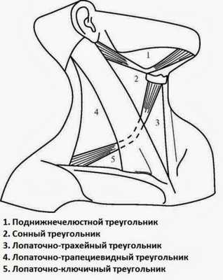 Расположение поднижнечелюстного треугольника