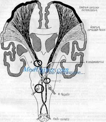 глазодвигательный нерв