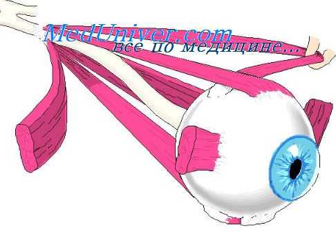 глазодвигательные нервы