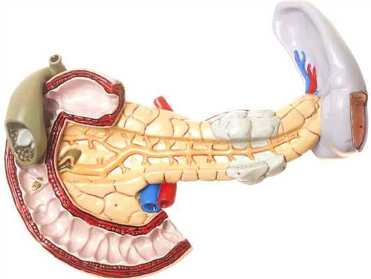 Показатели поджелудочной железы в биохимии, многопрофильная клиника МедПросвет