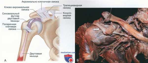 Операция резекция дистального конца ключицы
