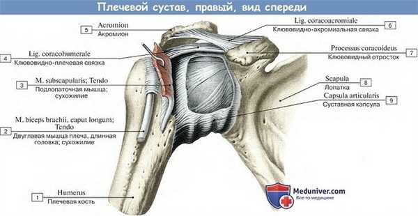 Анатомия: Плечевой сустав, вид спереди