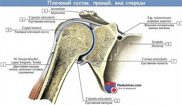 Анатомия: Плечевой сустав, вид спереди