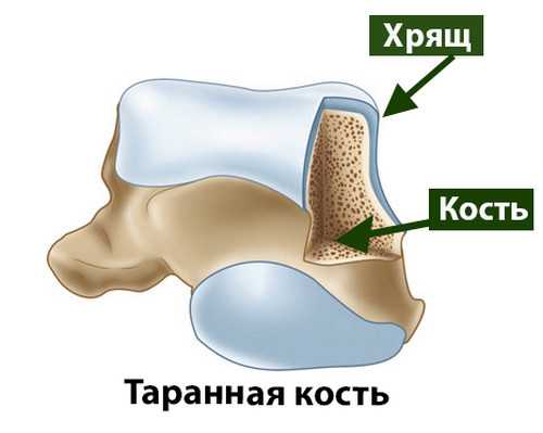 Хрящ голеностопного сустава