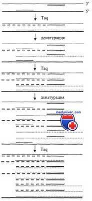 полимеразная цепная реакция