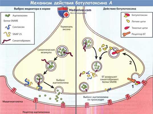 Механизм действия ботулотоксина А