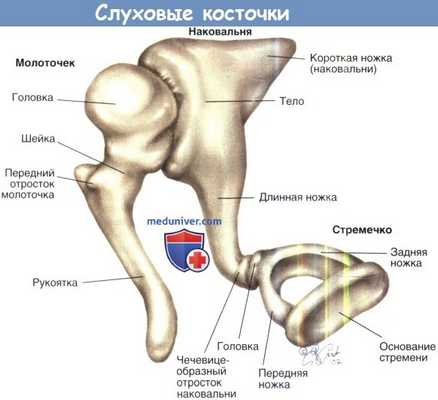 Анатомия слуховых косточек