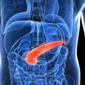 Поджелудочная железа