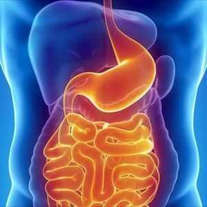 Брюшная полость