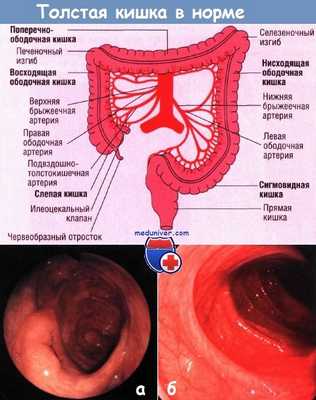 Толстая кишка в норме