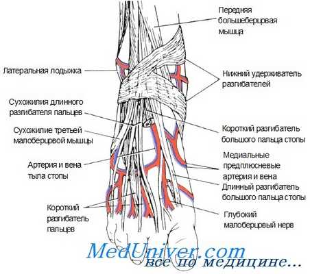 катетеризация периферической артерии у новорожденного