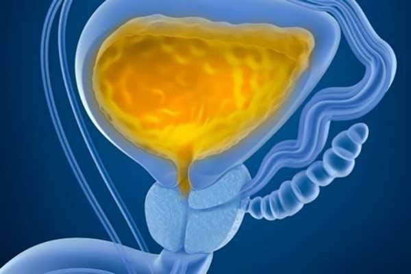 мочевой пузырь человека